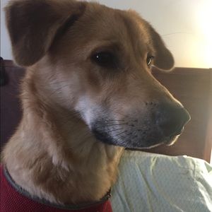 Meet your Posher, Devin